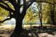 Bäume, Grüne Wiese und eine Feuerstelle – Im Hintergrund die Hartlauer Akademie