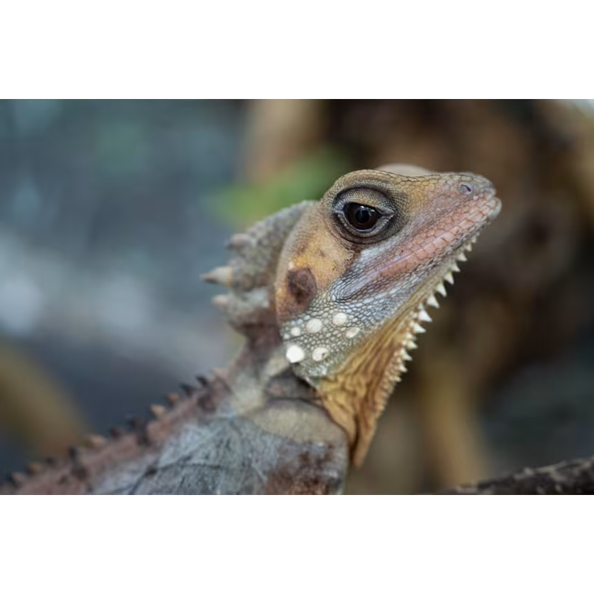 Tamron 50-400/4.5-6.3 DiIII VC VXD Nikon Z