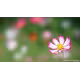 Sony SEL 100/2,8 GM

