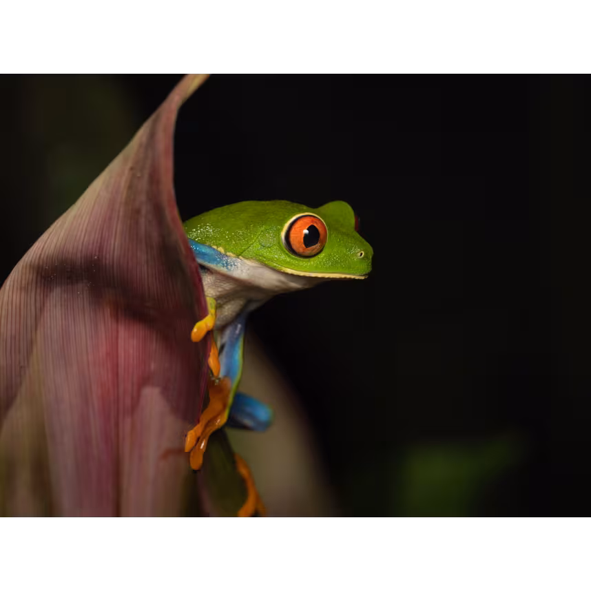 OM System M.Zuiko Digital ED 90/3,5 Macro IS PRO