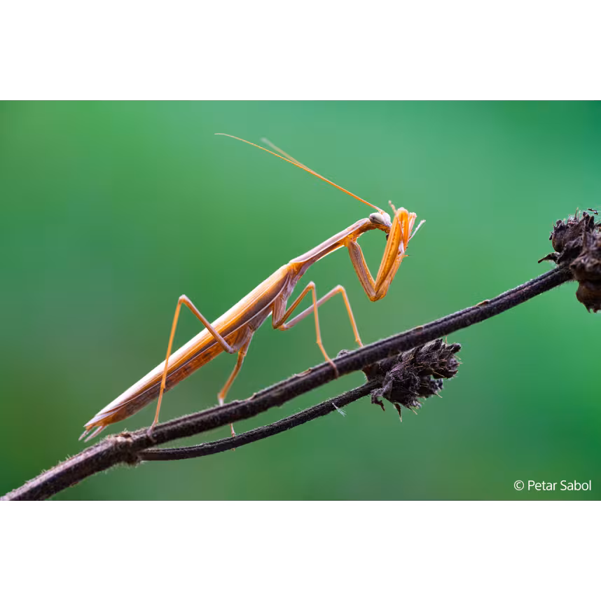 Sony FE 100/2,8 Macro GM