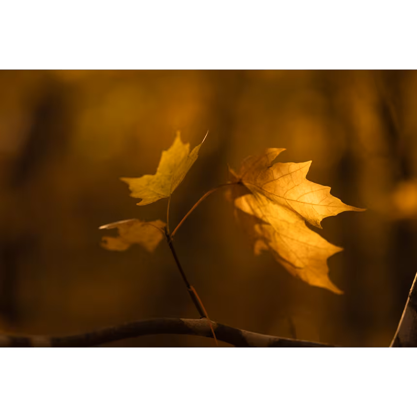 Sigma 56/1,4 DC DN Canon RF