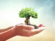 ein kleiner Baum mit Erde in den Händen einer Person vor unscharfem Hintergrund 

