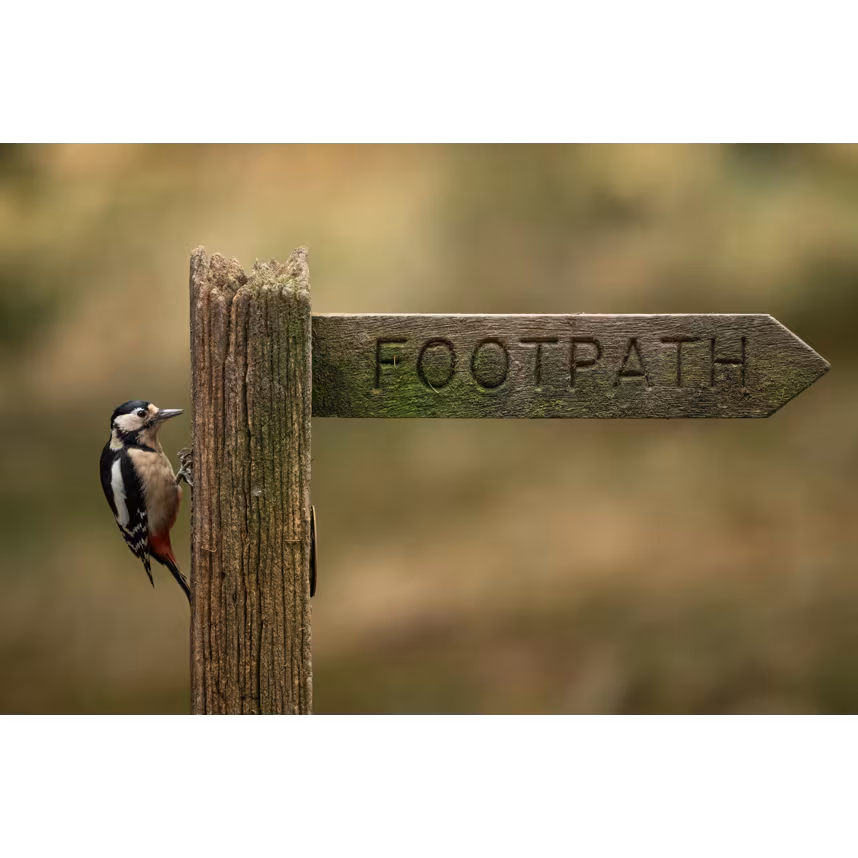 Sigma 300-600/4.0 DG OS Sony E-Mount