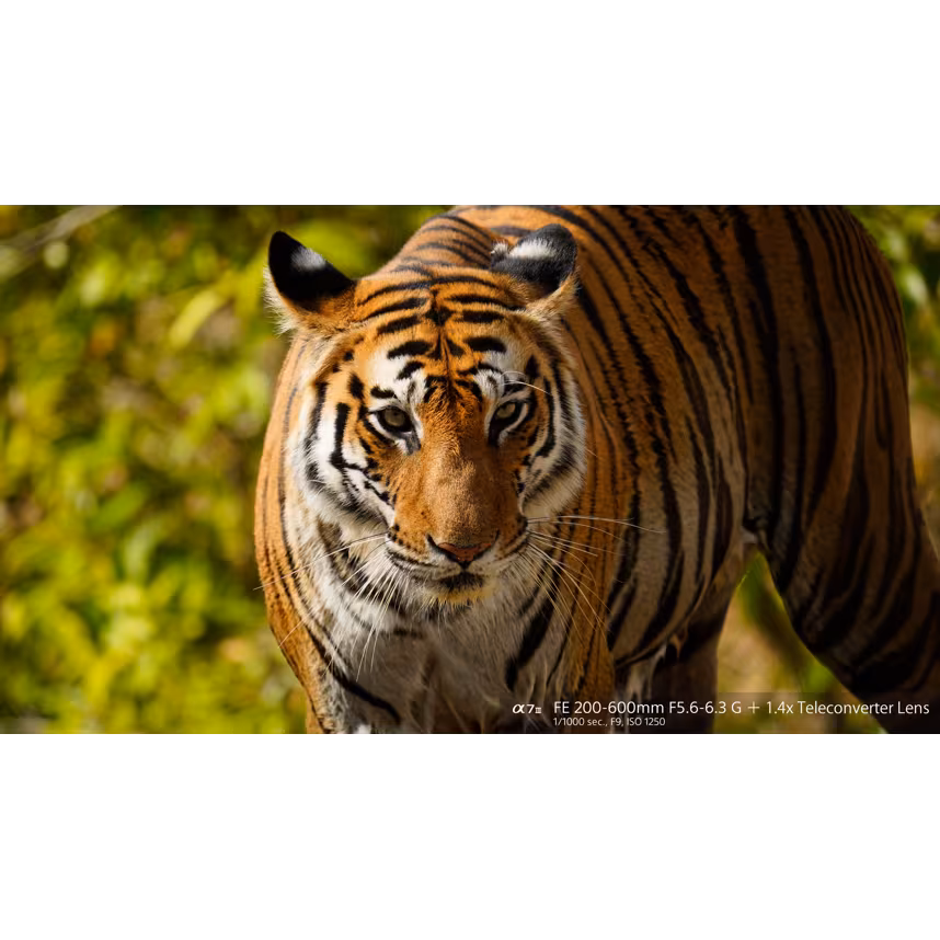 Sony FE 200-600/5,6-6,3 G OSS