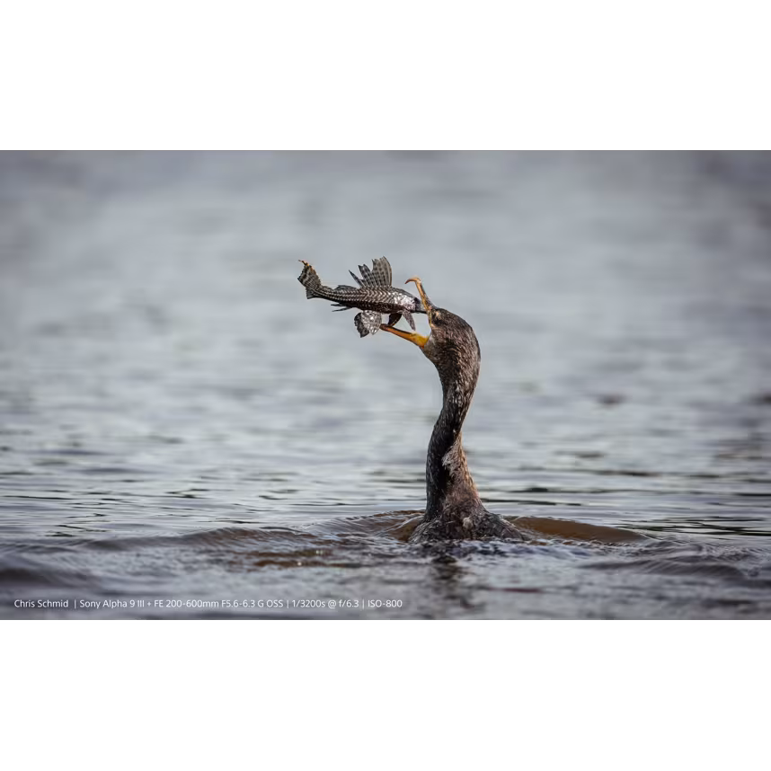 Sony PRO Alpha 9 III