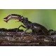 Sony SEL FE 70-200/4,0 G OSS II