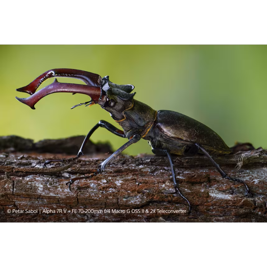 Sony SEL FE 70-200/4,0 G OSS II