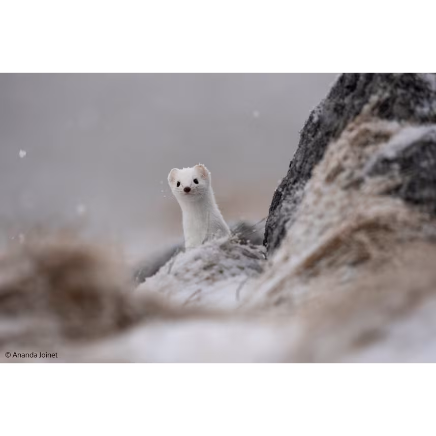 Sony FE 400-800/6,3-8 G OSS 
