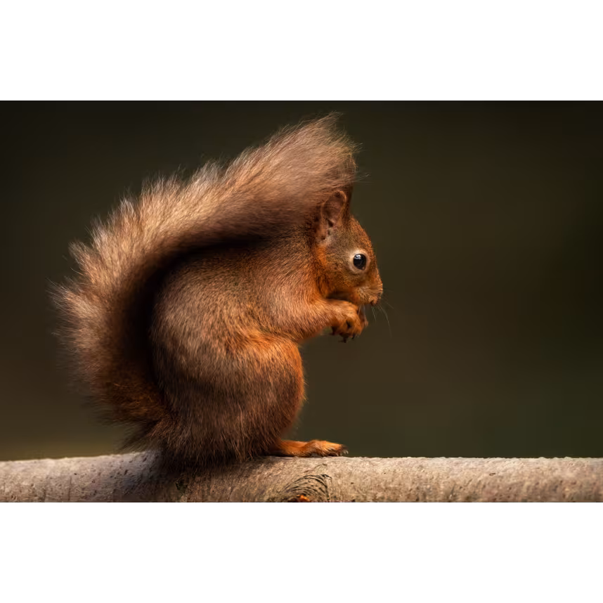 Sigma 300-600/4.0 DG OS Sony E-Mount