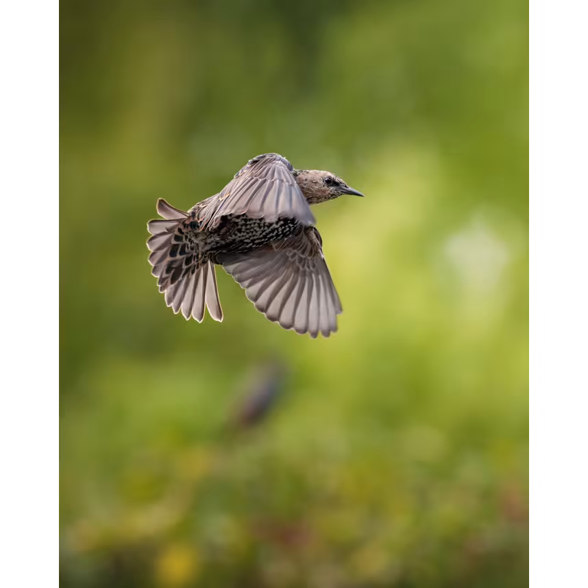 Sony ALPHA 7RV Gehäuse