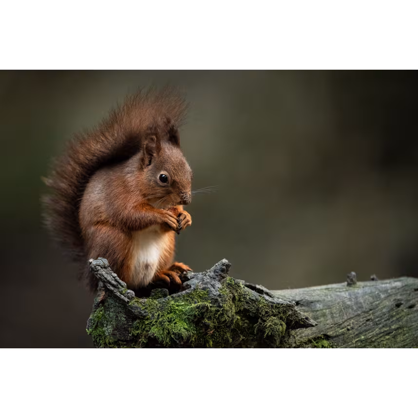 Sigma 300-600/4.0 DG OS L-Mount